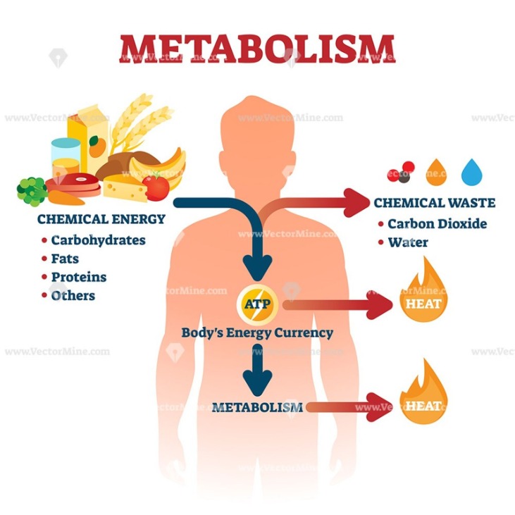 The Most Effective Arachidonic Acid Supplement For Muscle Growth And Recovery In 2025